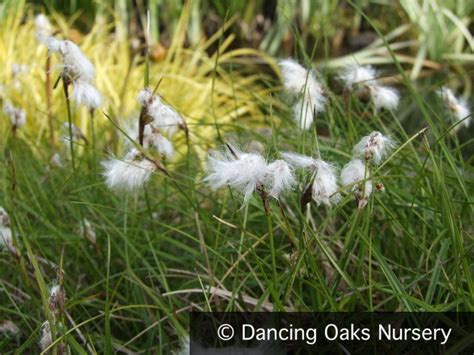 Eriophorum Angustifolium Cotton Grass Dancing Oaks Nursery And Gardens