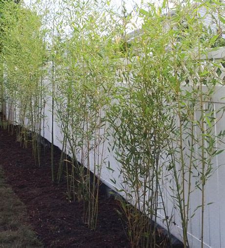 Otherwise, your bamboo privacy screen will (1) never come to full fruition, or (2) will die off due to pruning will give you an even denser hedge of whichever height you desire. NJ Bamboo Starter Privacy Hedge - Nuda | Spring ...