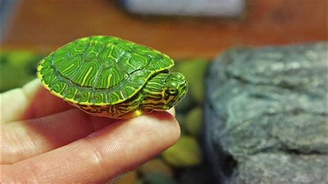 Hand Feeding My Pet Baby Turtle Youtube
