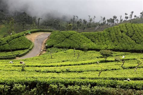 Sri lanka is an amazing country that is home to an assortment of beautiful tea plantations. Sri Lanka - Haputale tea plantations 04