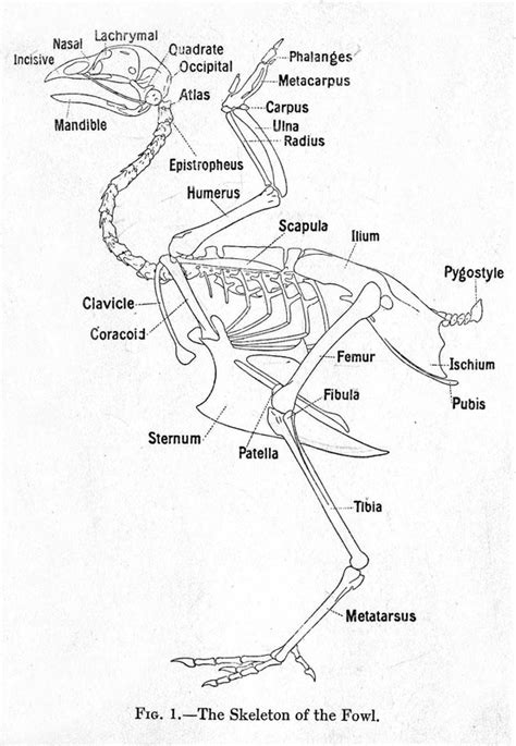 Internal Anatomy Skeletal System Chicken Anatomy
