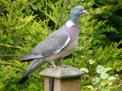 20 Most Common Irish Garden Birds Easy Identification Guide