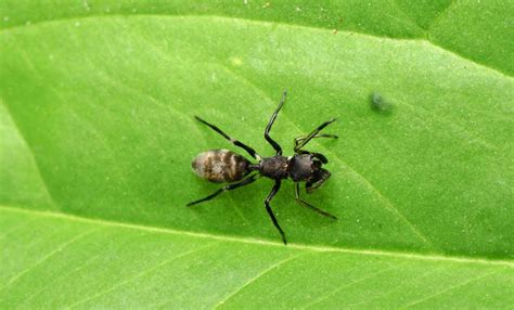Ant Spider Pest Removal Warrior