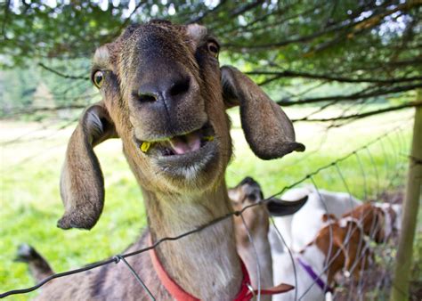 Laughing Goat By Larissa Sayer 500px Happy Animals Laughing