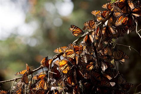 Mexico Documents Big Rebound In Monarch Butterflies National