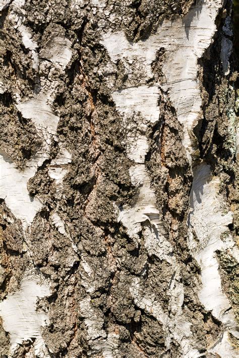 Birch Tree Bark Close Up Copyright Free Photo By M Vorel Libreshot