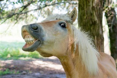 Horse Showing Its Teeth Stock Photo Image Of Lawn Domesticated