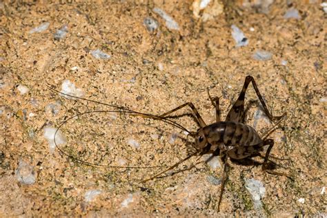 Camel crickets get their name because of their slightly humpbacked appearance (figure 1). Some stink, others sing, but they're all looking to move ...