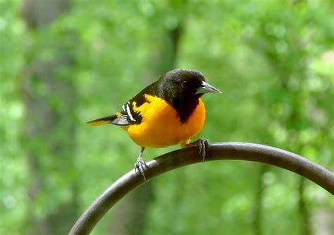 21 Stunning Birds That Are Orange And Black Plumage Learn Bird Watching