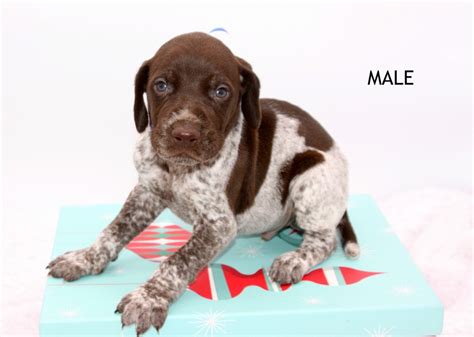 Akc german shorthaired pointer puppy for sale in coloma michigan. Puppies Sale Michigan | Hoobly.US