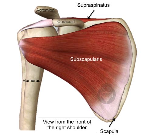 Shoulder Muscles Diagram Stretching How To Stretch The Shoulder To