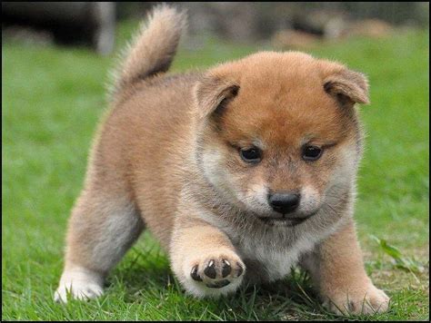 Hes So Fluffy Shiba Inu Puppy Shiba Inu Dog Cute Dogs Puppies