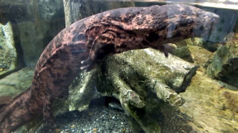The Worlds Largest Amphibians A Giant Salamander Swims泳ぐオオサンショウウオ