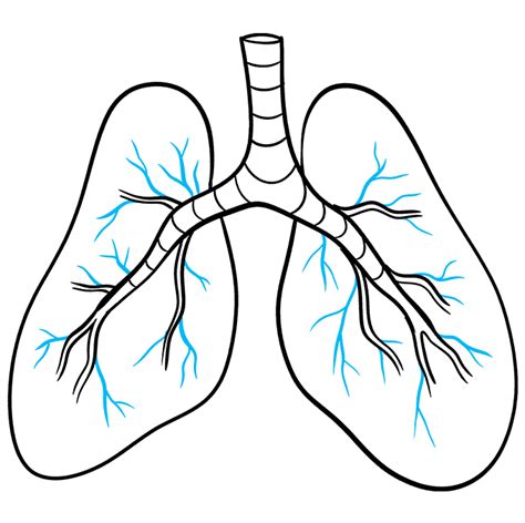 How To Draw Lungs Really Easy Drawing Tutorial In 2021 Drawing