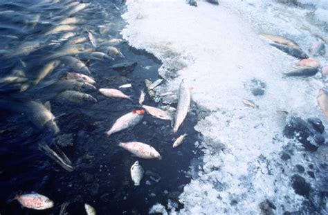 Effects Of Global Warming On Marine Life