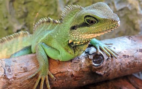 Top 20 Best Pet Lizards For Beginners Everything Reptiles Pet