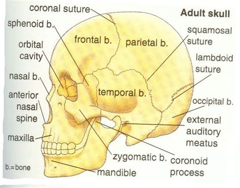 anatomy human anatomy and physiology craniosacral therapy physiology