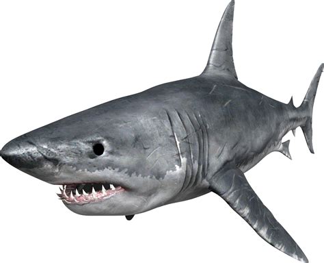 Free Free 66 Shark Bite Mark Svg SVG PNG EPS DXF File