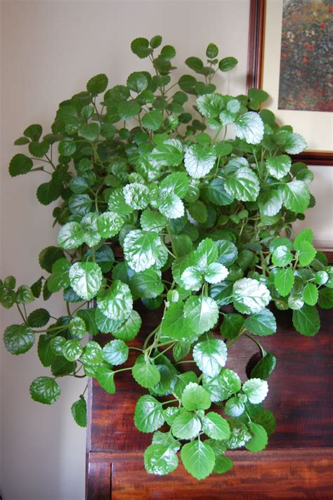 Is Ivy An Indoor Or Outdoor Plant
