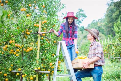 Picking Oranges Top Tips And Facts