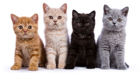 These Are the Names for the Most Common Color Patterns in Cats
