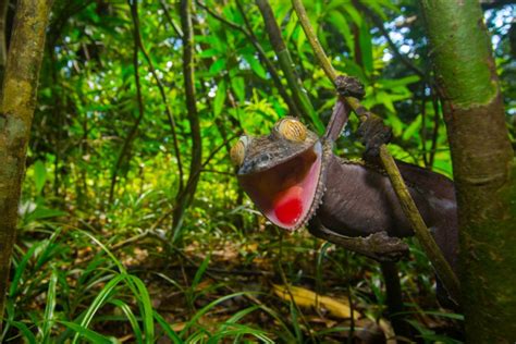 The Wildlife Of Madagascars Rainforests Nature Ttl