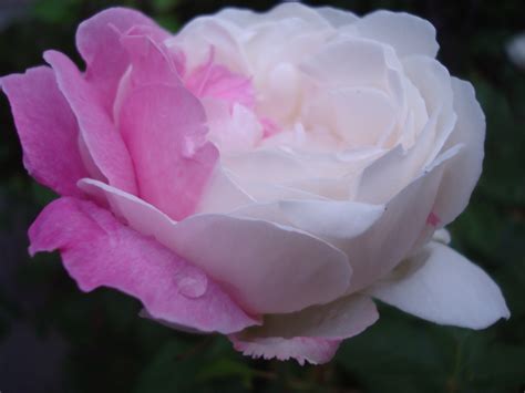 Free Photo Pink And White Rose Beautiful Park Water Free