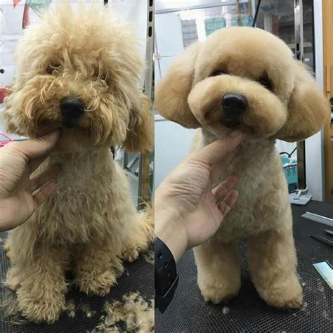Image result for goldendoodle teddy bear cut goldendoodle haircuts, mini. Pin by Pet Groomer's Profit Generatin on Asia style | Dog ...