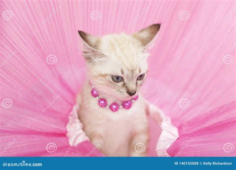 Angry White Siamese Kitten With Pink Background Stock Photo Image Of