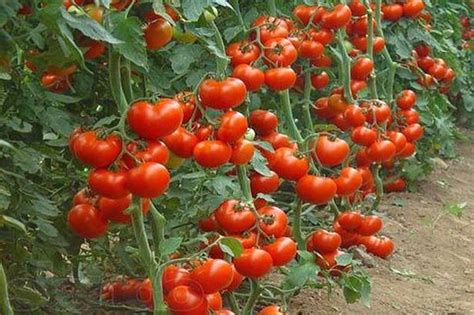 À Propos De La Douceur De La Tomate Pour Enfants Description Et