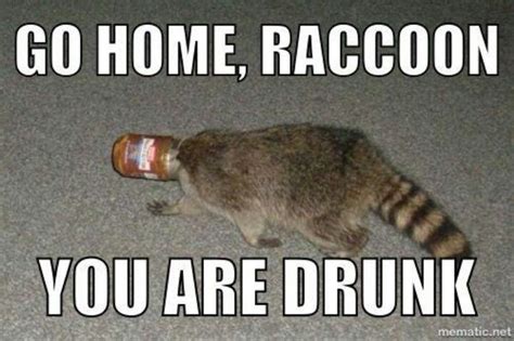 Raccoon Funny  Funny Jokes Hilarious