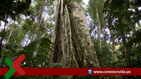 Conoce Las Especies De árboles Emblemáticos Del Perú Y Su Aporte Al