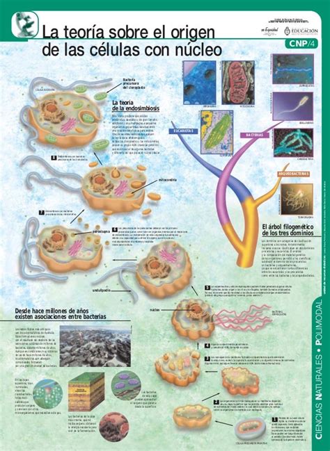 Biorock Los 5 Grandes Reinos Evolución De Darwin Y Teoría Endosimbiótica