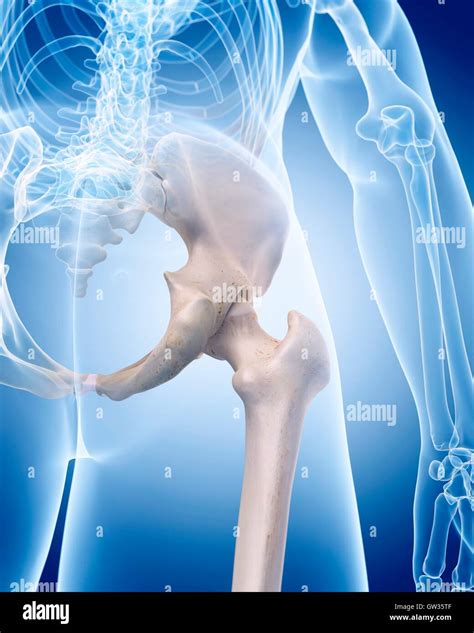 Human Hip Bones Illustration Stock Photo Alamy