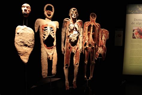 They aim to provide you the best nutrition supplement items which maintain a body metabolism & keep you fit, healthy. BODY WORLDS VITAL 2012 | SinEmbargo MX