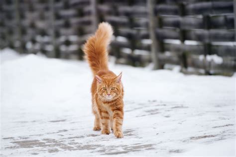 Perhaps it is just you who will be choosing a unique name for maine coon female cats or male cats. 20 Interesting Facts About the Beautiful Orange Tabby Cat