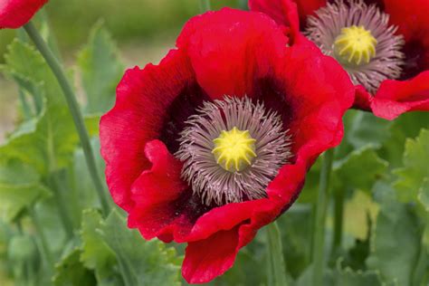 The Six Varieties Of Poppy Every Gardener Needs To Know Country Life