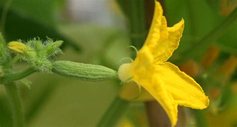 Cucumber Cucumbers How Long From Female Flower To Fruit