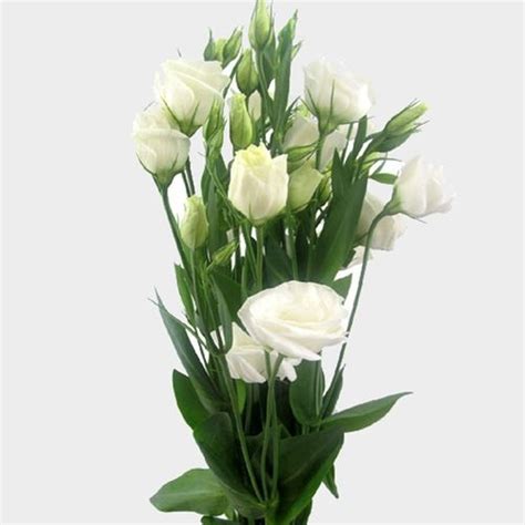 Check spelling or type a new query. White Lisianthus Flower - Wholesale - Blooms By The Box