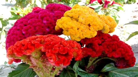 The Beauty Of Celosia Flowers Hd1080p Youtube
