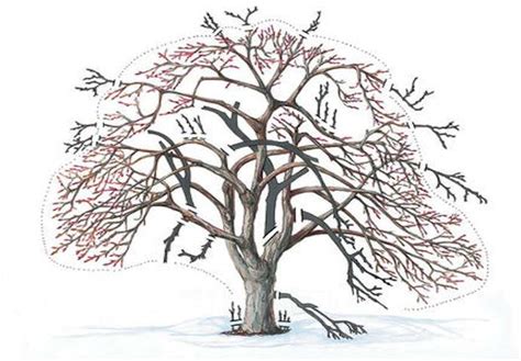 This will ensure that it will grow into a tree which is easy to pick from for years to come, improves fruit quality, resists disease, and will not break under its. How To Prune Apple Trees