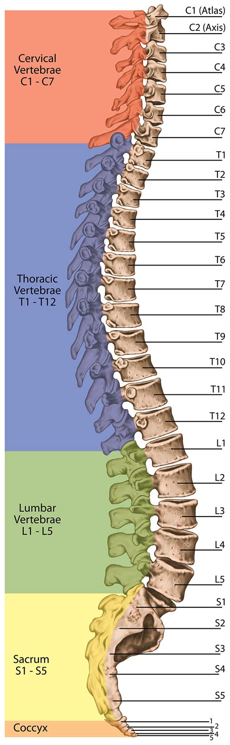 Lumbar Spinal Cord Anatomy