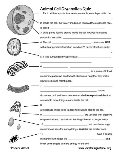 Cell Organelle Worksheet Homeschool Biology Pinterest Noel Music