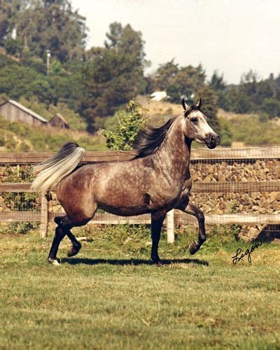 Baychaska Bask X Baychatka 1976 Grey Mare Arabian Stallions