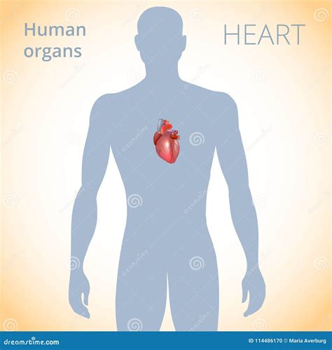 The Location Of The Heart In The Body The Human Circulatory System