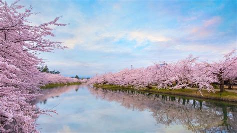 Northern Japan Cherry Blossom Tour 2021