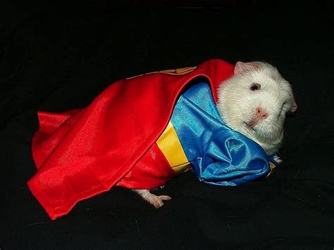 10 Adorable Guinea Pigs Dressed As Tiny Superheroes