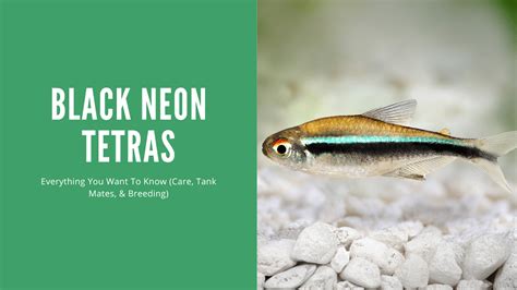 Black Neon Tetra A Complete Care Guide Aquariumstoredepot