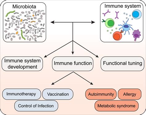 Homeostatic Immunity And The Microbiota Immunity