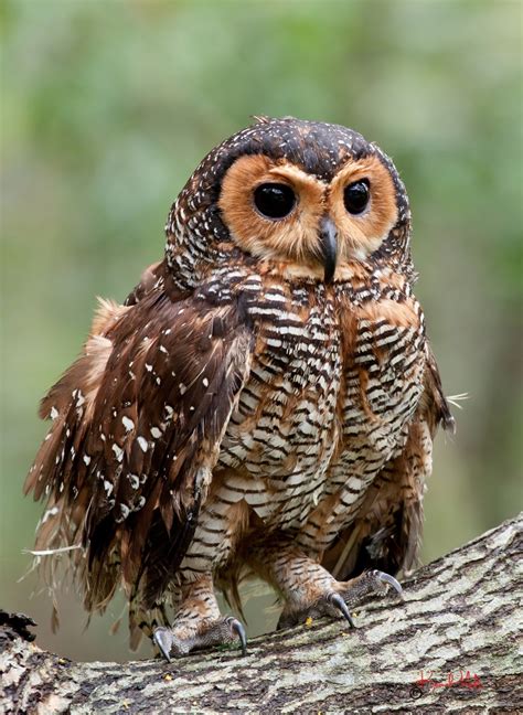South East Asia Birds Malaysia Birds Paradise The Spotted Wood Owl